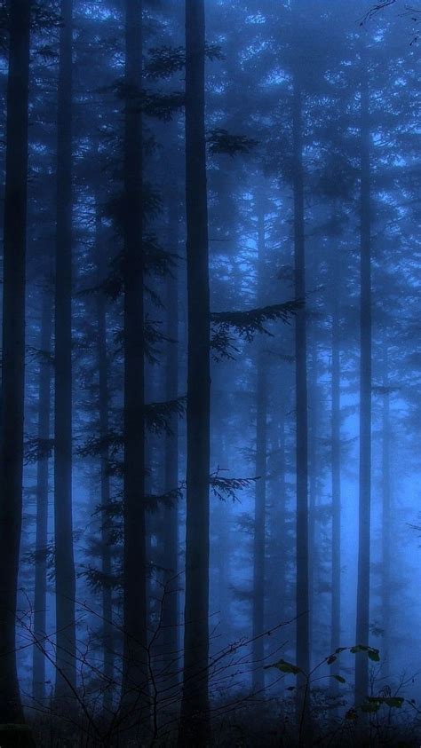 Blue Forest Wallpapers On Wallpaperdog