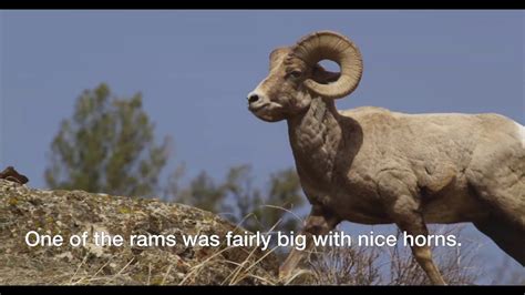 Bighorn Sheep Gets Pushed Off A Cliff And Survives Youtube