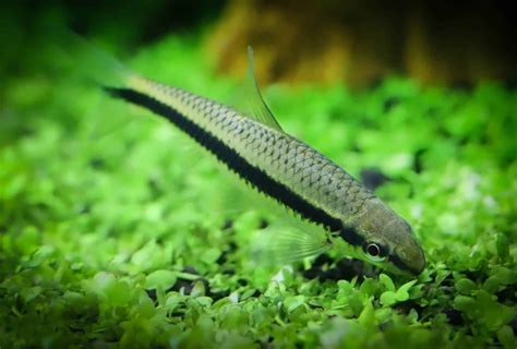 Top 8 Must Have Algae Eater Species For Your Tank Aquariadise