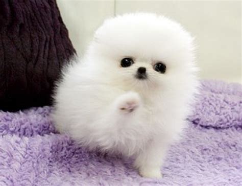 Search 123rf with an image instead of text. Healthy Teacup white Pomeranian puppies for sale - Pets - Free