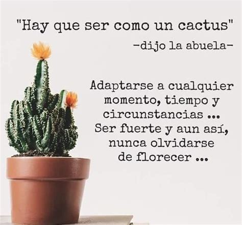 Top 61 Imagen Motivador Frases De Cactus Thptletrongtan Edu Vn