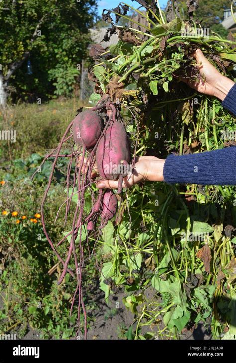Sweet Potatoes Roots With Harvest In The Gardener Hand Sweet Potato