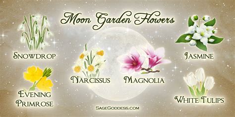 Magical Moon Gardens And Growing By The Lunar Phases Moon Garden