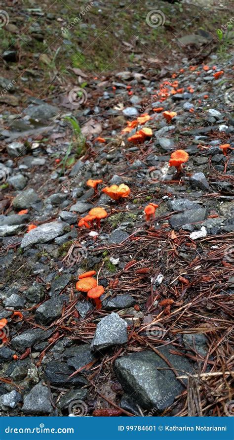 Orange Mushrooms In North Georgia Mountain Forest Stock Image Image