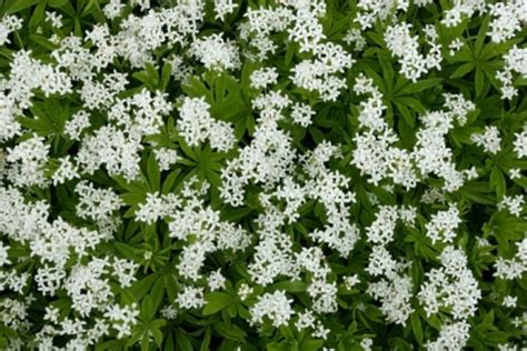 Questa cultivar ha foglie verdi orlate di bianco crema e fiori bianchi penduli a campana da tarda primavera, durevoli per il taglio. Piante tappezzanti, l'Asperula | PolliceGreen