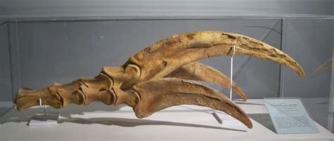 Therizinosaurus Hand Dinosaur Skeleton Dinosaur Bones Dinosaur
