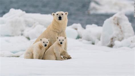 Climate Change Most Polar Bears Could Struggle To Survive In The