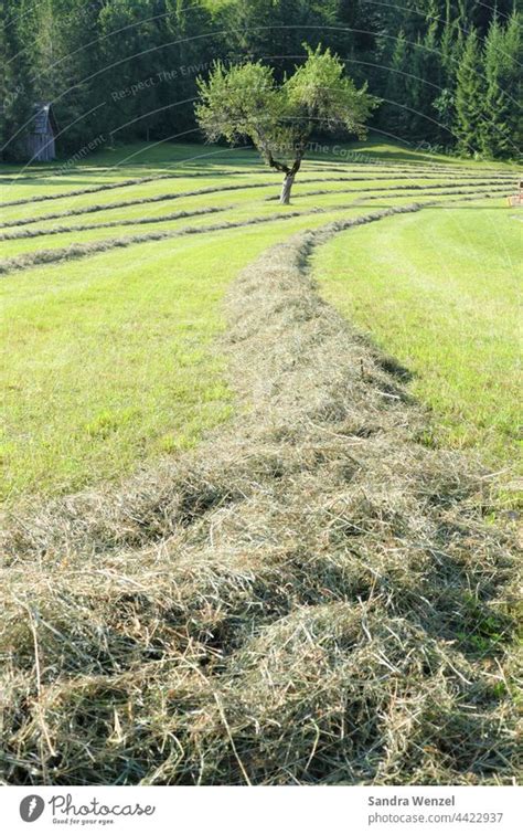Fresh Hay Hay Meadow A Royalty Free Stock Photo From Photocase