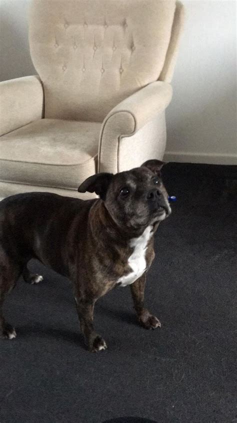 Missys Success Story Staffie And Stray Rescue