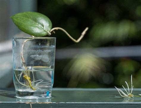 Maybe you would like to learn more about one of these? How to Propagate Hoyas | Hoya plants, Propogating plants ...