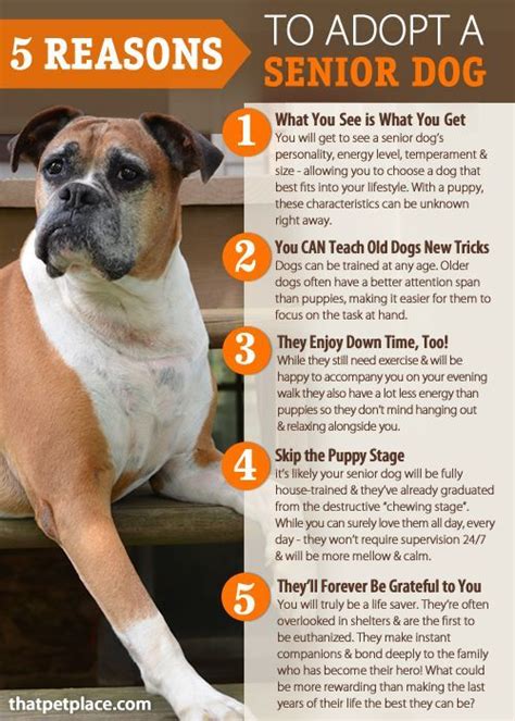 5 Reasons To Adopt A Senior Dog Senior Dog Dog Infographic Dog Medicine