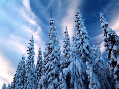 Snowy Trees Free Wallpapers