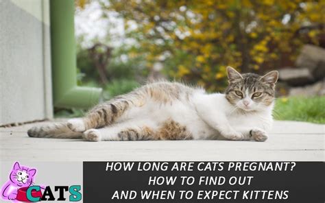 How Long Are Cats Pregnant How To Find Out And When To Expect Kittens