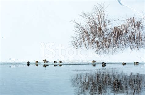 Mallard Ducks On Snow In Winter Stock Photo Royalty Free Freeimages