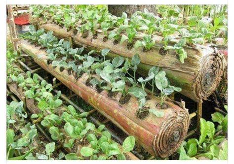 Use Banana Stems For Organic Farming Innovations In Agriculture