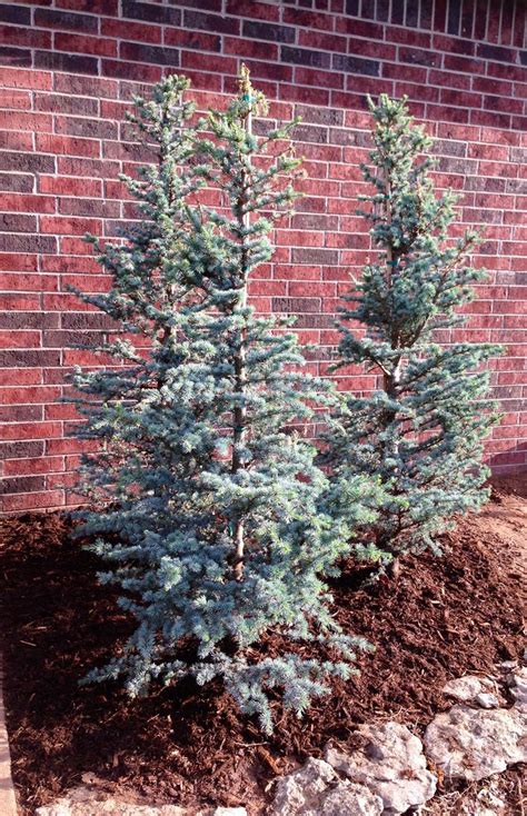 Types Of Cedar Trees For Landscaping Aliza Callaway