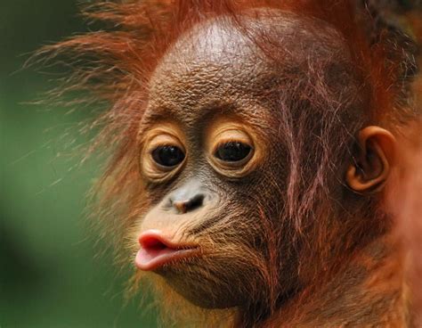 Schattige dieren pictures to create schattige dieren ecards, custom profiles, blogs, wall posts, and schattige dieren scrapbooks, page 1 of 41. aap (© Getty Images) | wilde dieren - Baby orang oetan, Apen en Schattigste dieren