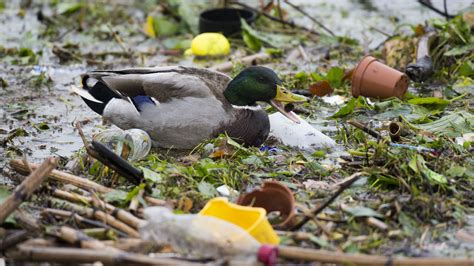 Birds Are Eating Hundreds Of Plastic Bits Daily New Studies Find