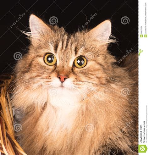 Siberian Adult Cat Stock Image Image Of Fluffy Furry 98837251