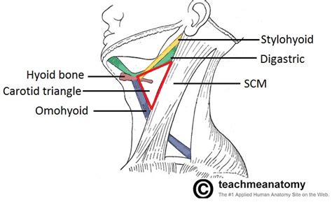 Anterior Triangle Of The Neck Subdivisions Teachmeanatomy
