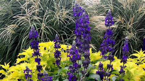 The Garden Guy Big Blue Salvia Is Indeed Big Blue And