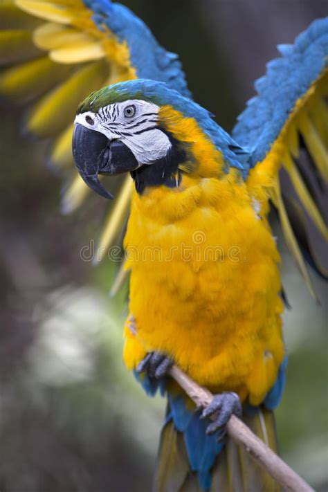 Portrait Of Blue And Yellow Macaw Ara Ararauna Stock Image Image Of