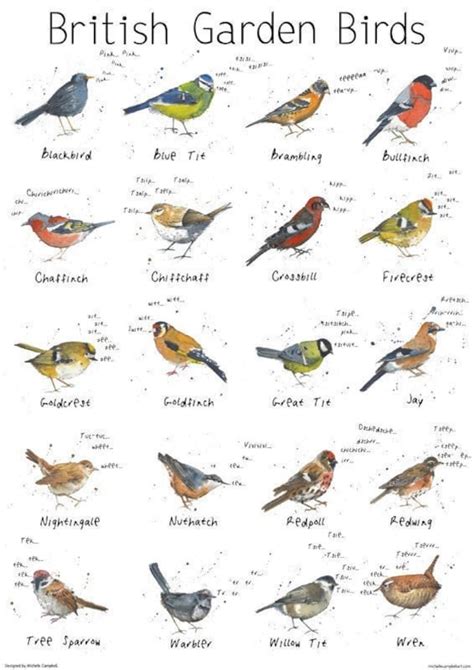 British Garden Birds Chart Print British Nature Print Etsy