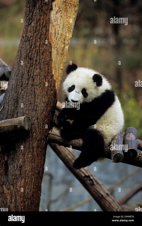 China Sichuan Province Wolong Panda Reserve Giant Panda Cub