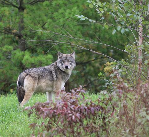 Detroit Zoos Latest Addition Is A Gray Wolf Named Renner