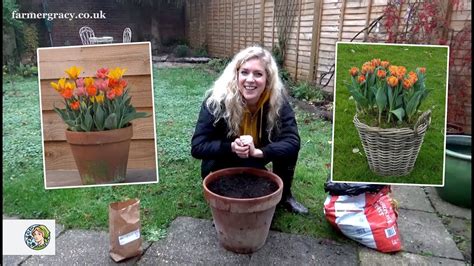 How To Plant Tulips Bulbs In A Pot Or Container