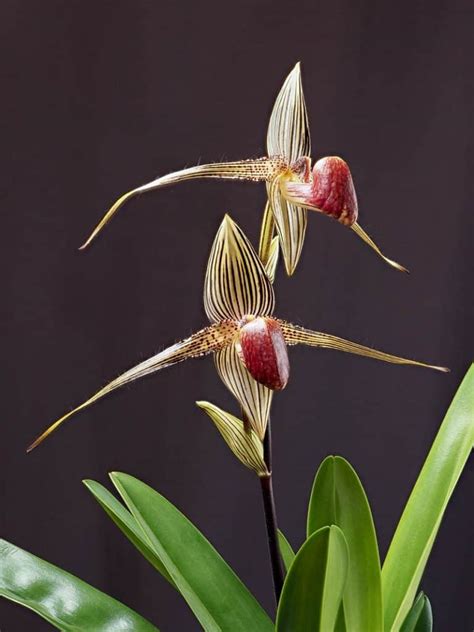 10 Rarest Orchids In The World