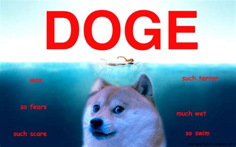 Doge Meme Wallpaper Hd Doge Hd Wallpaper New Tab Themes Hd Wallpapers