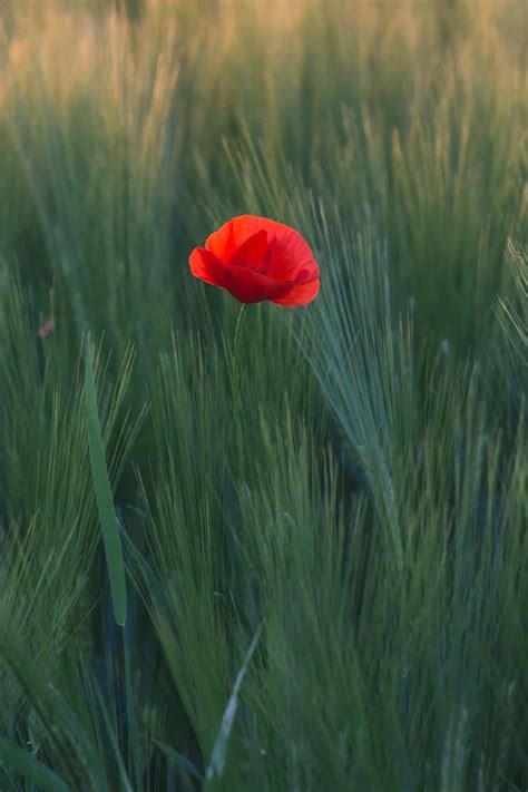 Check spelling or type a new query. red flower in the middle of green grasses photo - Free ...