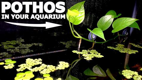 How To Grow Pothos In Your Aquarium Aquarium Plant Filter