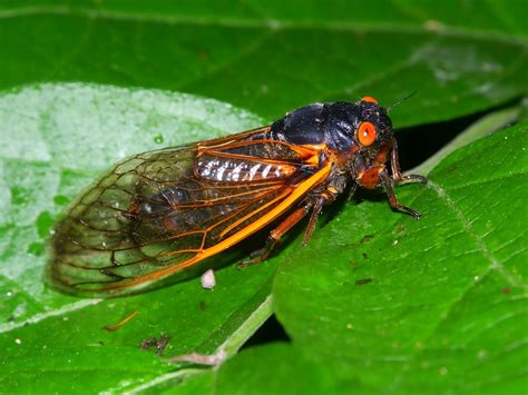 After 17 Years The Brood X Cicadas Are Emerging Throughout The Eastern U S
