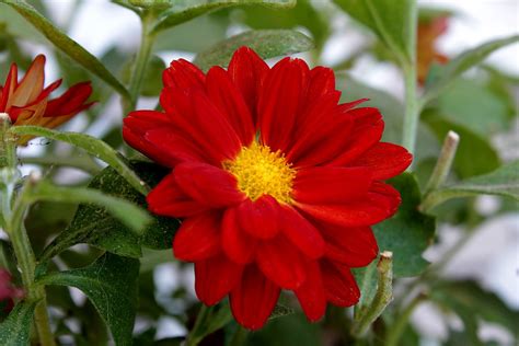 무료 이미지 자연 꽃잎 빨간 식물학 정원 플로라 달리아 붉은 꽃 매크로 사진 꽃 피는 식물 데이지 가족