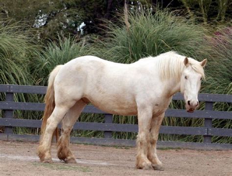 The American Cream Draft Horse Is A Rare Draft Breed That Is Known For