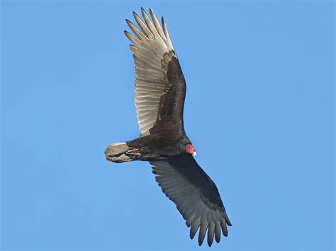 Turkey Vulture - eBird | Birds, Vulture, Ornithology