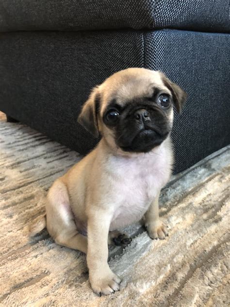 Any Pug Puppy Training Advice For This Handsome Fellow 🥺🥰 Rpug