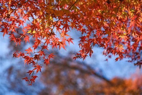 Japanese Red Maple Leaves In Autumn Stock Image Image Of Japanese