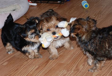 Visit shake a paw and let us unite your family with one of our very special puppies today puppies for sale in long. Shorkie Puppies: Tug a War Shorkie Puppies favorite game!