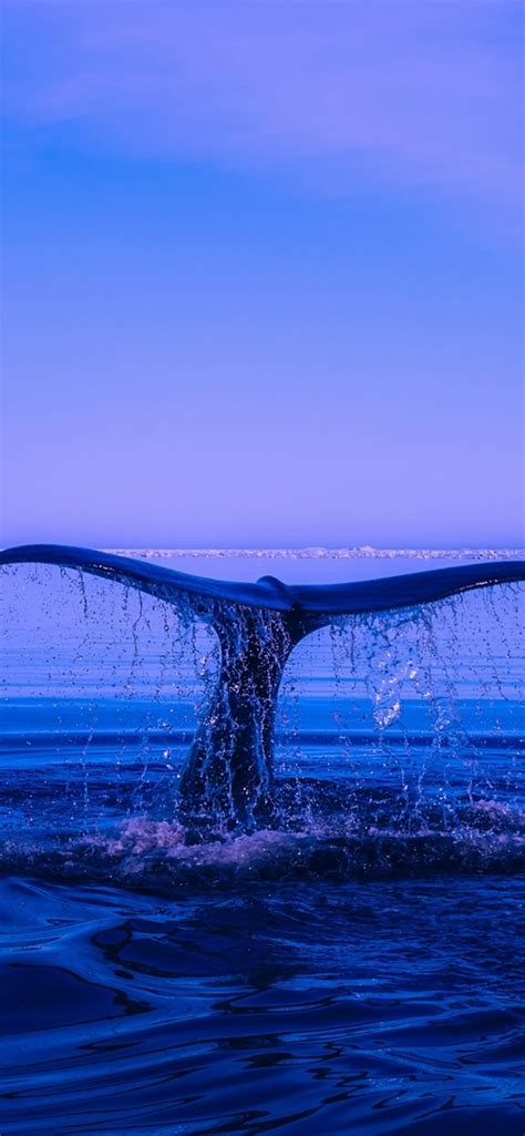 Humpback Whale Iphone Wallpapers Free Download