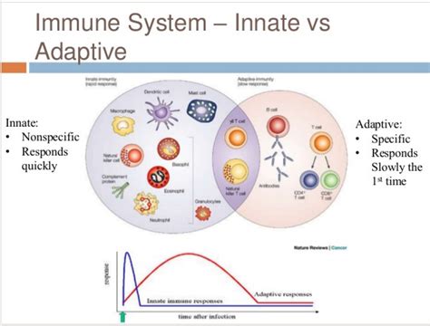 innate and adaptive immune system images and photos finder