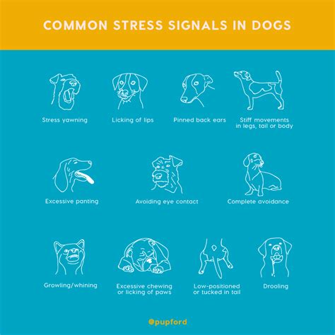 Signs Of Stress In Dogs 12 Body Language Signs And Symptoms