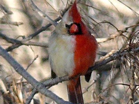 Gynandromorph Cardinal Both Male And Female Business Insider
