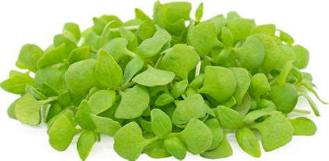 Micro Lemon Basil Information Recipes And Facts