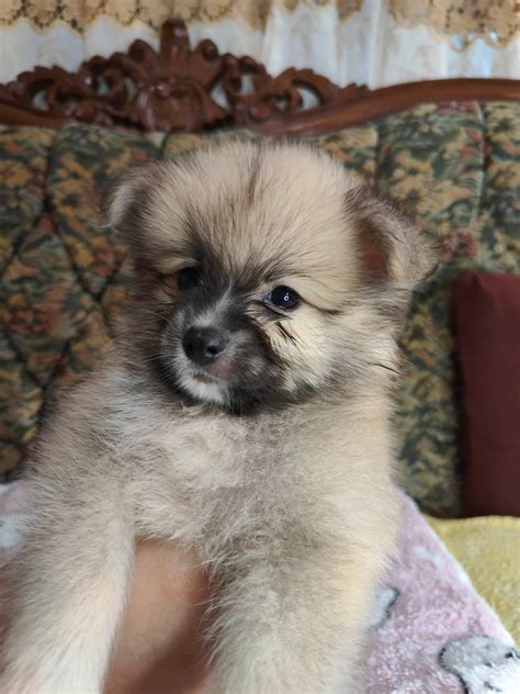 Pomeranian X Japanese Spitz Dasma Philippines Buy And Sell