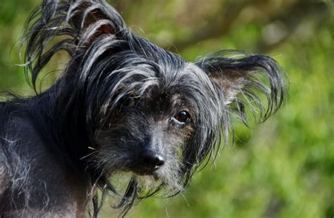 Chinese Crested Dog Dog Breed Information And Pictures Livelife