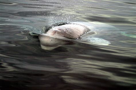 Georgia Aquarium Will No Longer Take Whales Or Dolphins