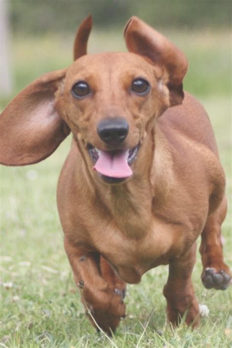 67 Red Smooth Haired Dachshund Image Bleumoonproductions